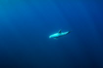 Risso&#39;s dolphin (Grampus griseus), Pelagos Sanctuary for Mediterranean Marine Mammals, France, Mediterranean Sea. June