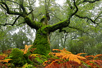 Portuguese oak tree (Quercus faginea) covered in moss, Los Alcornocales Natural Park, Andalusia, southern Spain, November.