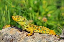 Ocellated or jewelled lizard (Timon lepidus) basking on rocks, Los Alcornocales Natural Park, Andalusia, Southern Spain. May.