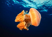 Rhizostome jellyfish (Thysanostoma thysanura), is home to juvenile jack mackerels, Andaman Sea, Thailand.