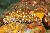Tigertail sea cucumber (Holothuria hilla), Hawaii.