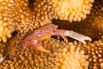 Red spotted guard crab (Trapezia tigrina), with eggs, in antler coral (Pocillopora eydouxi),, Yap, Micronesia.