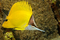 Forcepsfish or Longnose butterflyfish (Forcipiger flavissimus), Hawaii.