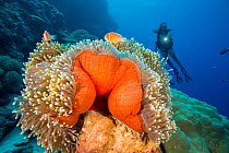 Diver and common anemonefish (Amphiprion perideraion) associated with the anemone (Heteractis magnifica) as pictured here. Yap, Micronesia. Model released.