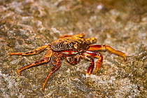 Thin shelled rock or grapsid crabs (Grapsus tenuicrustatus), Fiji.