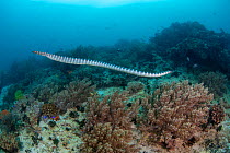 Annulated sea snake (Hydrophis cyanocinctus), Philippines.