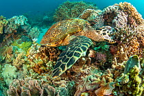 Hawksbill turtle (Eretmochelys imbricata), takes a bite out of the coral reef, Philippines, Pacific Ocean. Critically endangered