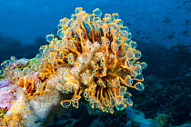 Sea squirts or tunicates (Pycnoclavella detorta) Raja Ampat, Indonesia.