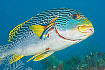 Lined sweetlips (Plectorhinchus lineatus) with two cleaner wrasse (Labroides dimidiatus) inspecting its gills, Indonesia.