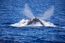 Humpback whale (Megaptera novaeangliae) exhaling, showing shows the two nostril blowhole, Hawaii.