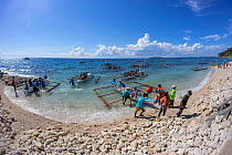 Tourists in local outrigger canoes to view Whale sharks, (Rhiniodon typus) offshore being fed at the surface, Oslob, Philippines.