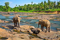 Sri Lankan elephants (Elephas maximus) Indian elephant subspecies, Pinnawala village, Sri Lanka. Endangered species.