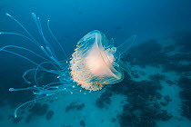 Crown jellyfish (Cephea cephea) Palau, Micronesia.