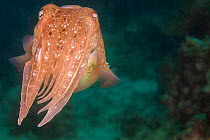 Broadclub cuttlefish (Sepia latimanus) hovering over a reef in the Philippines.