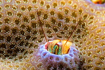 Coral hermit crab (Paguritta vittata) living in hole in hard coral, traps passing plankton in its feathery antennae, Yap, Federated States of Micronesia.