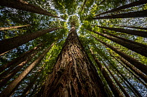 California redwoods (Sequoia sempervirens) planted in 1939,  Beech Forest, Victoria, Australia.