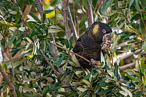 Yellow-tailed black cockatoo (Calyptorhynchus funereus) in a banksia tree (Banksia sp.) eating a seed pod.  Marengo, Victoria, Australia. November 2020