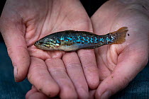 Southern purple spotted gudgeon (Mogurnda adspersa)  held by researcher before being measured and released.  Reedy Lake, Kerang, Victoria, Australia. November 2020.