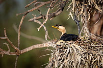Little pied cormorant (Microcarbo melanoleucos) on  nest during early morning. Middle Reedy Lake, Kerang, Victoria, Australia. November.