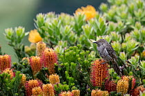 Portrait of a Little wattlebird (Anthochaera chrysoptera) perched within 'Golden globe / Shady Lady Yellow' waratah (Telopea sp hybrid) and Banksia (Banksia sp) bushes. Skenes Creek, Victori...