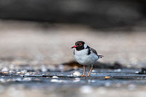 Hooded plover (Thinornis rubricollis) walking on a beach looking for food. Taken under the supervision of Hooded plover nest monitor volunteer and ex Parks officer. Skenes Creek, Victoria, Australia