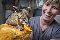 Brushtail possum (Trichosurus vulpecula) rescued female baby, cuddling an orange teddy bear, eating some orange, held by wildlife rescuer Heather Kiley. Apollo Bay, Victoria, Australia. Editorial use...