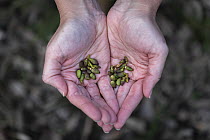 Woodland bird project officer Kristy Peters (from BirdLife Australia) holds collection of Long-flowered mistletoe (Dendrophthoe vitellina) seeds which were collected the previous day and about to be p...