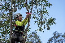 Arborist Sam Hardingham plants the sticky seeds of Long-flowered mistletoe (Dendrophthoe vitellina) - which were collected the previous day - onto the high branches of a Spotted gum tree (Corymbia mac...