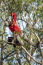 Arborist Ryan Roberts plants the sticky seeds of Long-flowered mistletoe (Dendrophthoe vitellina) - which were collected the previous day - onto the high branches of a Spotted gum tree (Corymbia macul...