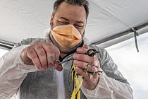 Captive bred Regent Honeyeater (Anthochaera phrygia) has a radio transmitter attached  by Dean Ingwersen  in a processing tent at their release site. Staff are wearing Covid-19 PPE. Lower Hunter Valle...