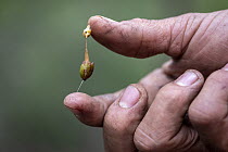 Arborist Ryan Roberts holds the sticky seed from a ripe Long-flowered mistletoe (Dendrophthoe vitellina) collected by him and his team from a Spotted gum tree (Corymbia maculate). Tomalpin Woodlands (...