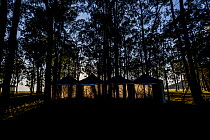 Sunrise illuminate three tents that have been set up to house captive bred Regent Honeyeaters (Anthochaera phrygia) for several days to allow them to acclimatise before being released back into the wi...
