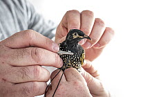 Captive bred Regent Honeyeater (Anthochaera phrygia)  transported from Taronga Zoo, has a radio transmitter attached in a processing tent at their release site, Lower Hunter Valley, NSW, Australia. Ju...