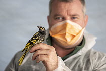 Michael Shiels, Unit supervisor, Bird Department, Taronga Zoo Sydney, holds captive bred Regent Honeyeater (Anthochaera phrygia) in a processing tent just before it is weighed and has a radio transmit...
