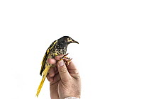 Regent honeyeater (Anthochaera phrygia) held in a processing tent before being weighed and having a radio transmitter attached. Lower Hunter Valley, NSW, Australia. June 2020 MR supplied. Model releas...
