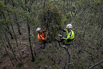 Collection of Long-flowered mistletoe (Dendrophthoe vitellina) from a Spotted gum tree (Corymbia maculate) by Arborists Ryan Roberts (left) and Sam Hardingham(right). Members of BirdLife Australia tea...
