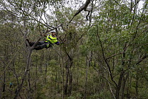 Collection of Long-flowered mistletoe (Dendrophthoe vitellina) from a Spotted gum tree (Corymbia maculate) by Arborist Members of BirdLife Australia Tomalpin Woodlands (within &#39;Hunter Economic Zon...