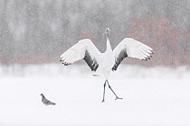 Red-crowned crane (Grus japonensis) juvenile playing with and chasing pigeon, Hokkaido,Japan. February
