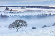 Lone tree and snow-covered fields near Ashmore, Cranborne Chase, Dorset, England, UK. January 2021