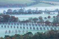 Dawn mist around Ferne Park, Cranborne Chase, Wiltshire, England, UK. November 2020