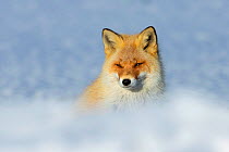 Ezo Red Fox (Vulpes vulpes schrencki) head portrait, Hokkaido, Japan. February