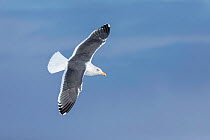 Slaty-backed gull (Larus schistisagus) in flight, Hokkaido,Japan. February