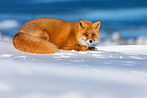 Ezo Red Fox (Vulpes vulpes schrencki) resting in snow, Hokkaido, Japan. February