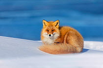 Ezo Red Fox (Vulpes vulpes schrencki) culre up resting on snow, Hokkaido, Japan. February