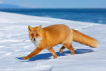 Ezo Red Fox (Vulpes vulpes schrencki) walking in snow, Hokkaido, Japan. February