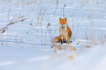 Ezo Red Fox (Vulpes vulpes schrencki) in snow, Hokkaido, Japan. February