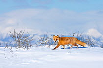 Ezo Red Fox (Vulpes vulpes schrencki) walking in snow, Hokkaido, Japan. February