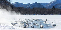 Whooper swans (Cygnus cygnus), group in geothermally heated opening in Lake Kussharo, Hokkaido, Japan. February 2019
