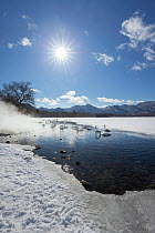 Whooper swans (Cygnus cygnus), group in water at geothermally heated opening in Lake Kussharo, Hokkaido, Japan. February 2019