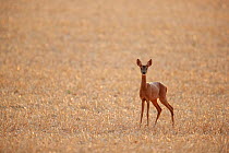Roe deer (Capreolus capreolus) female in a stubble field, Yonne, Burgundy, France  August